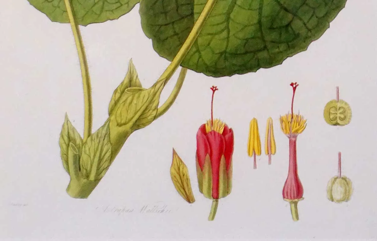 After JOHN LINDLEY Botanical Print, Collectanea Botanica, Astrapea Wallichii