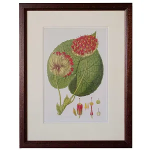 After JOHN LINDLEY Botanical Print, Collectanea Botanica, Astrapea Wallichii