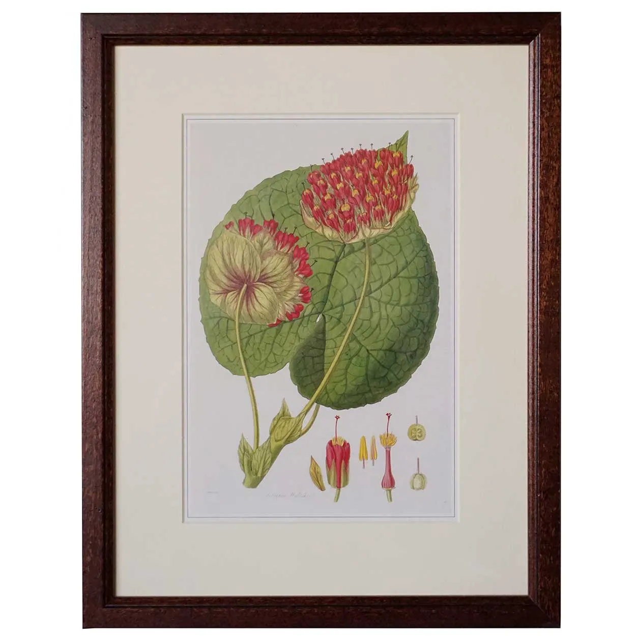 After JOHN LINDLEY Botanical Print, Collectanea Botanica, Astrapea Wallichii