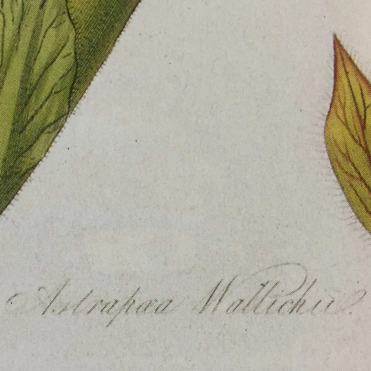After JOHN LINDLEY Botanical Print, Collectanea Botanica, Astrapea Wallichii