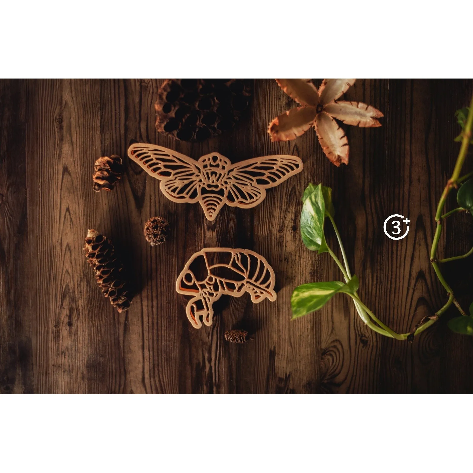 Cicada Eco Cutter Set