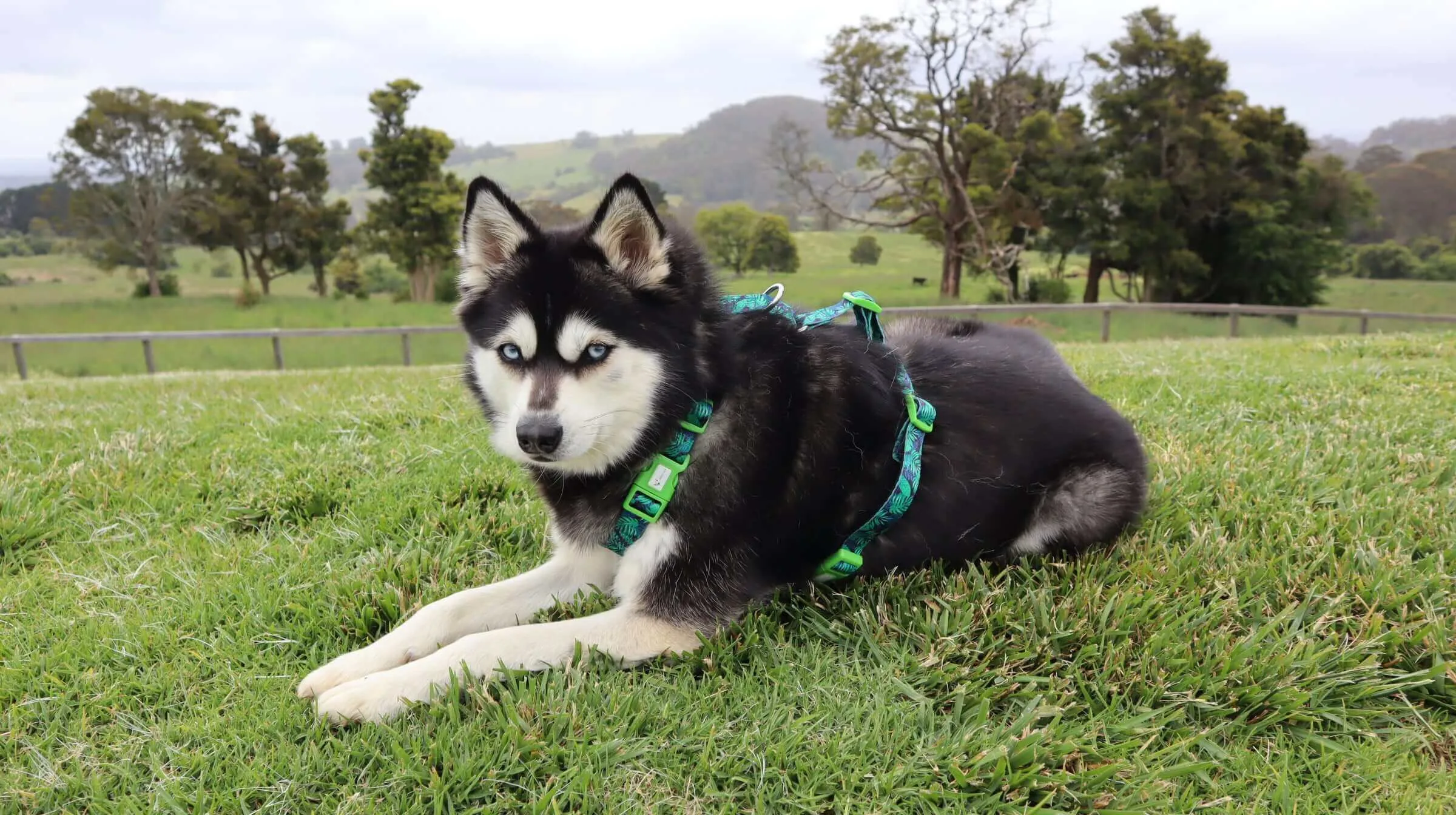 Doggy Eco Eco Friendly “Grampians” Dog Harness  Made From Recycled Plastic