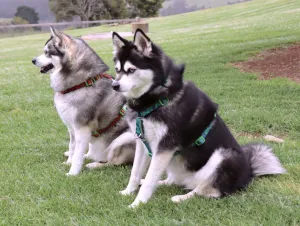 Doggy Eco Eco Friendly “Grampians” Dog Harness  Made From Recycled Plastic
