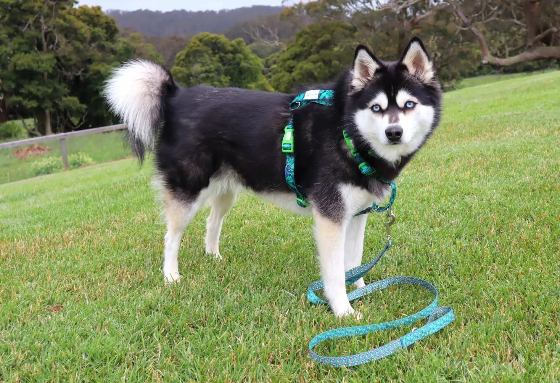 Doggy Eco Eco Friendly “Grampians” Dog Harness  Made From Recycled Plastic