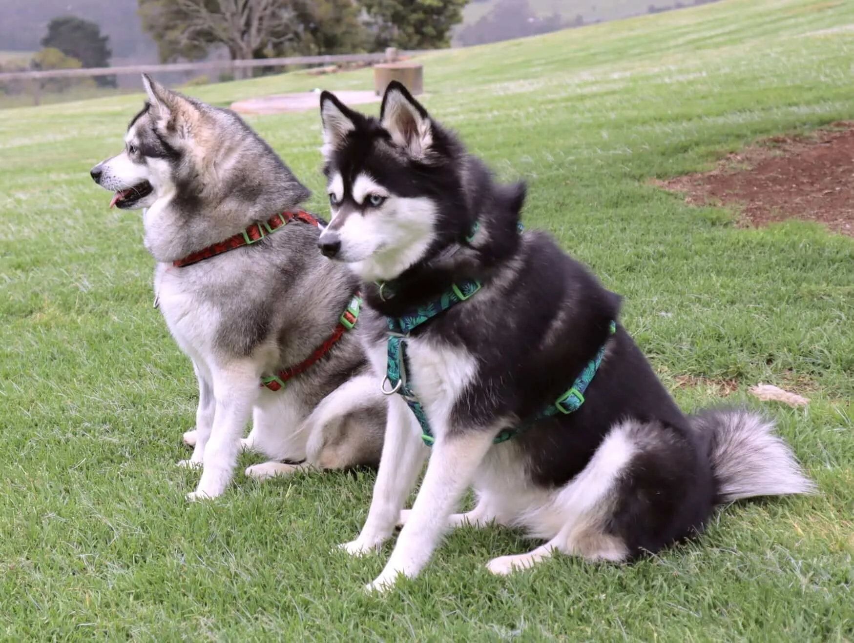 Doggy Eco Eco Friendly “Grampians” Dog Harness  Made From Recycled Plastic
