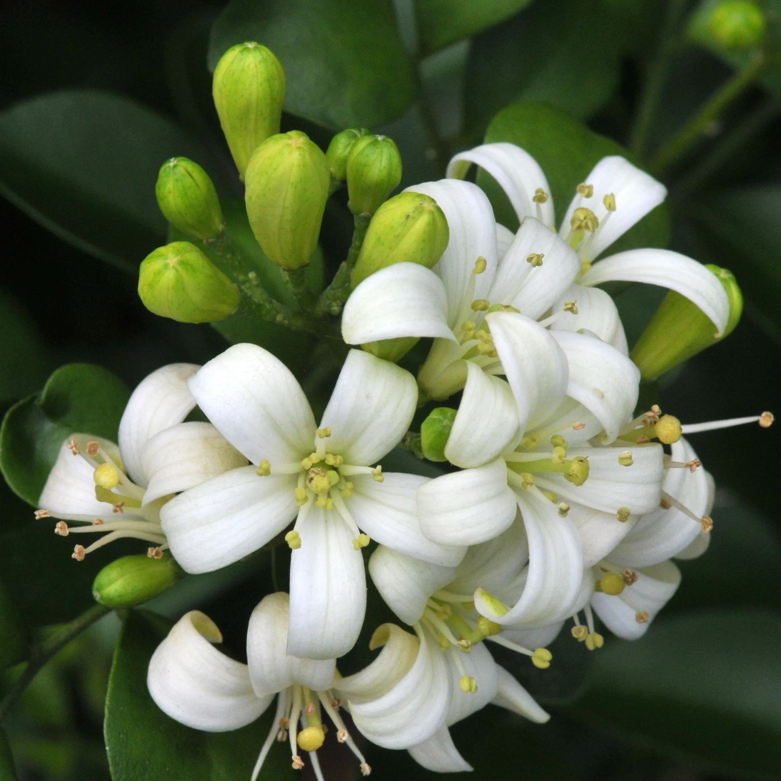 Jasmine Hydrosol