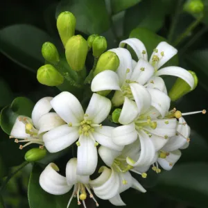 Jasmine Hydrosol