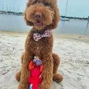 Spunky Pup - Clean Earth Recycled Plush Toys - 100% Sustainable: Small / Manatee